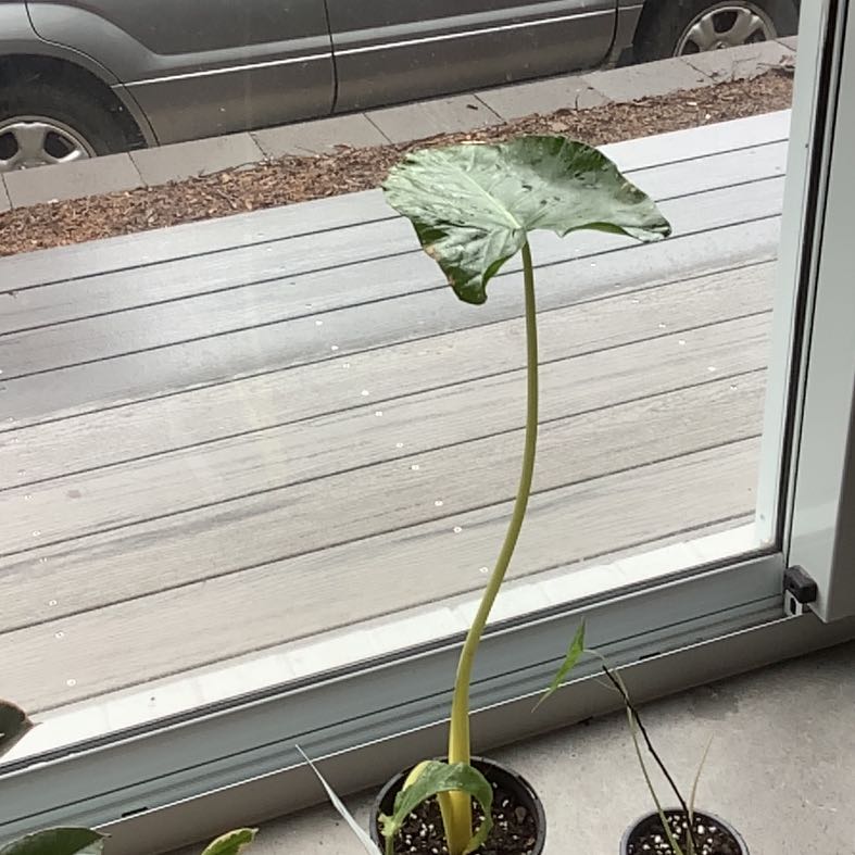 Photo of the plant species Alocasia Lutea by @RollickingFicus named Kobe on Greg, the plant care app