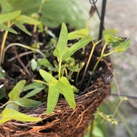 Photo of the plant species Japanese Morning Glory by @RuggedBrakefern named Rosa on Greg, the plant care app