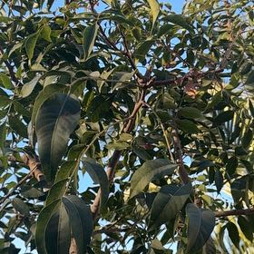 Photo of the plant species Chinese Pistache by @RuggedBrakefern named Tolkien on Greg, the plant care app