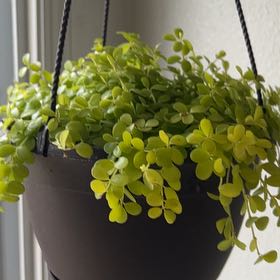 Photo of the plant species Isabella Peperomia by @PrudentMarimo named Achilles on Greg, the plant care app