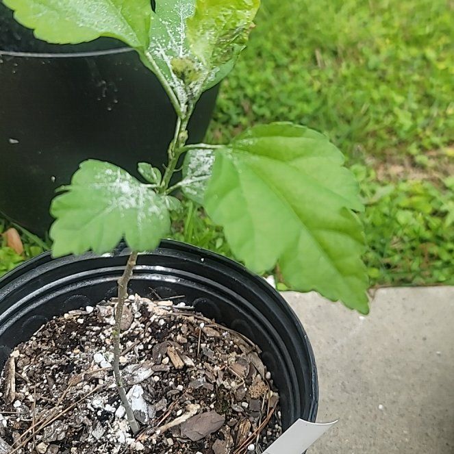 Photo of the plant species Rose of Sharon 'Paraplu Violet' by @CivilBabycroton named Drake on Greg, the plant care app