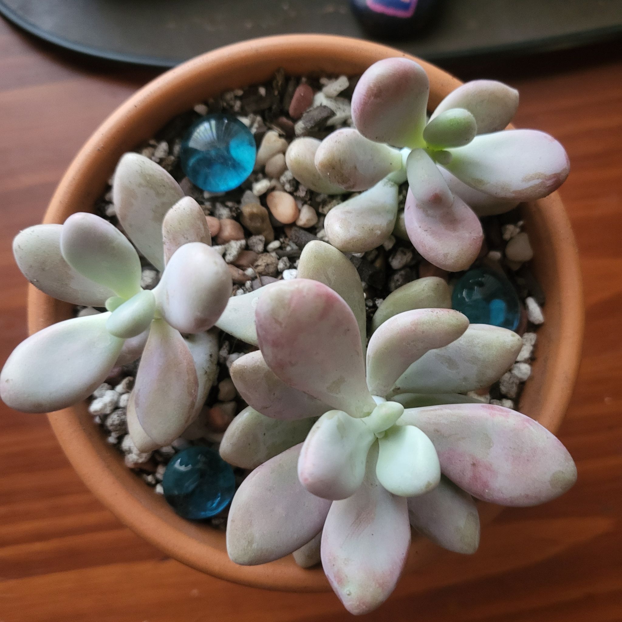 Potted Lavender Pebbles succulent with decorative stones in the soil.
