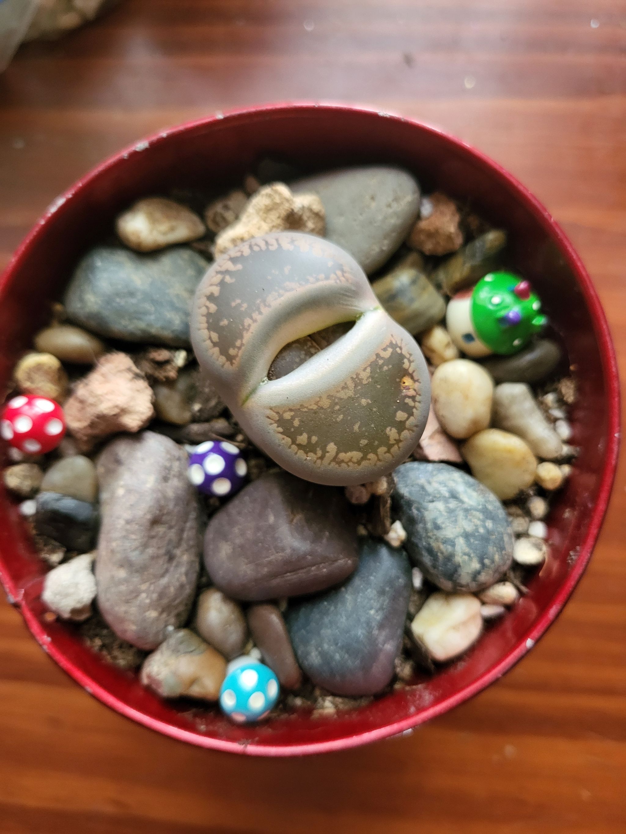 Photo from the post