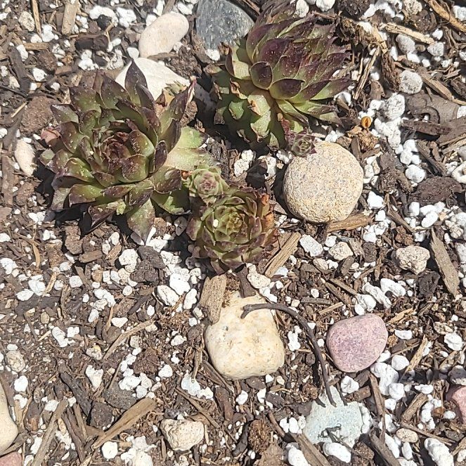 Photo of the plant species Sempervivum 'Maria Laach' by @GhostyRose named Marley on Greg, the plant care app