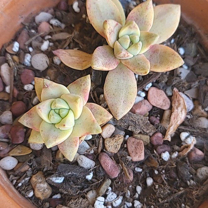 Photo of the plant species Graptosedum 'Sunsplash' by @GhostyRose named Starshine on Greg, the plant care app