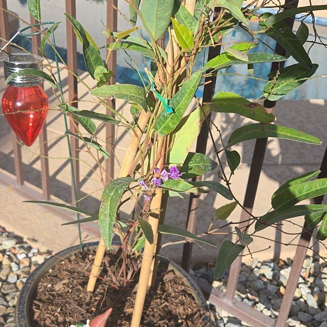 Photo of the plant species Happy Wanderer by @GhostyRose named Keanu Leaves on Greg, the plant care app