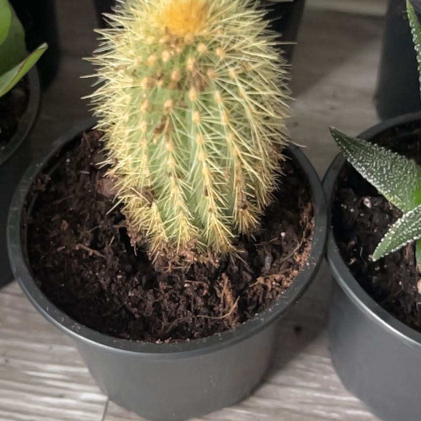 Photo of the plant species Vatricania guentheri by @TenableCatthyme named Pickle on Greg, the plant care app