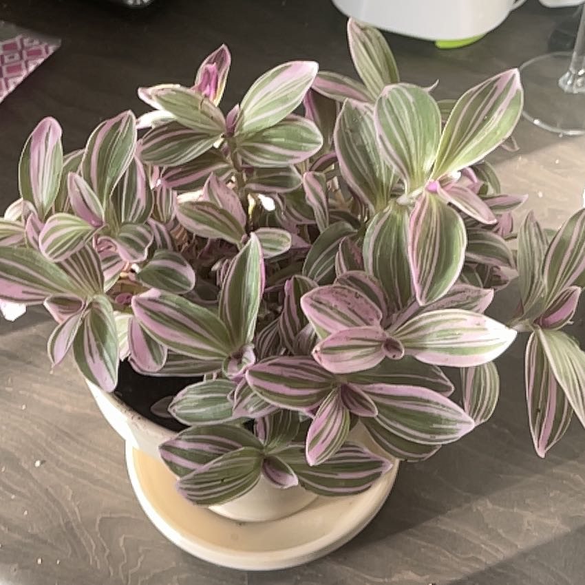 Photo of the plant species Sweet Sweetness by @TenableCatthyme named Clooney on Greg, the plant care app