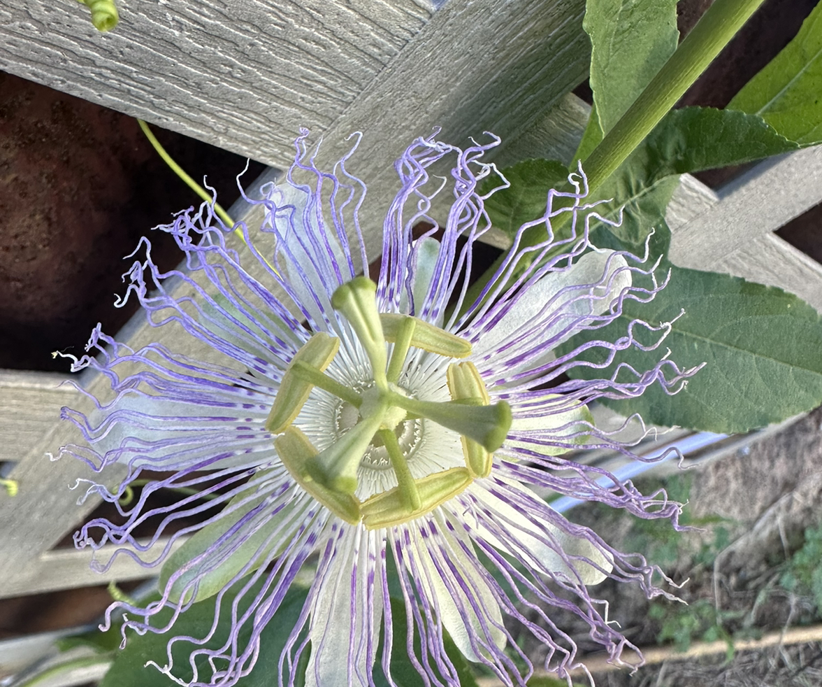 Photo of the plant species Passion Vine by @HolySilvergum named Lucky Lakin on Greg, the plant care app