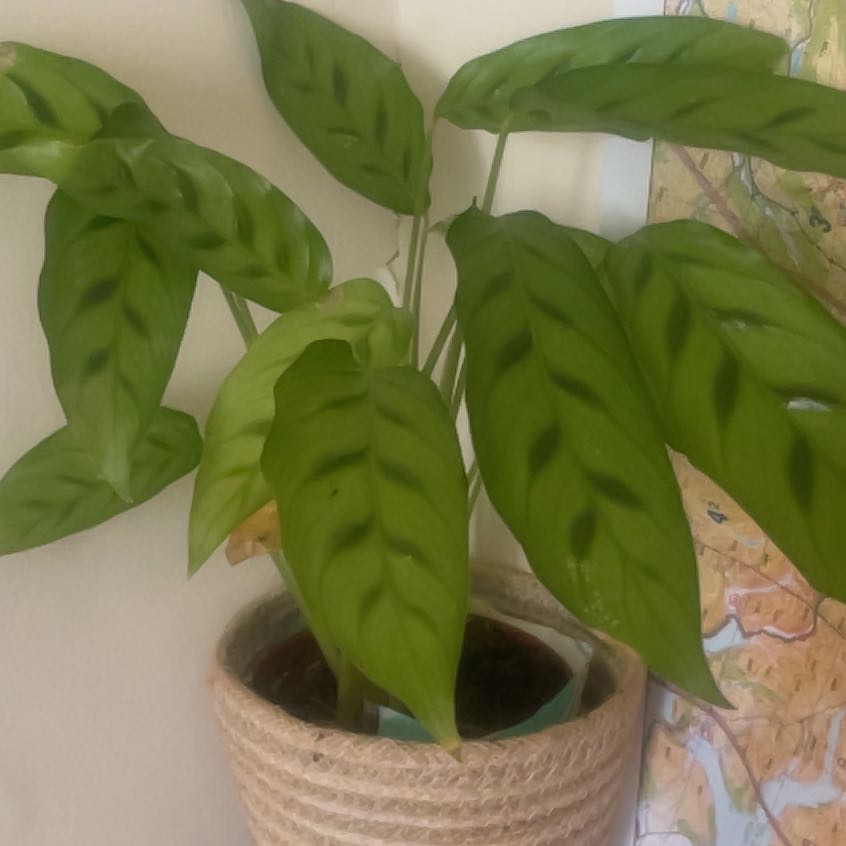 Photo of the plant species Calathea 'Zebra Plant' by @AlwaysCaraway named Einstein on Greg, the plant care app