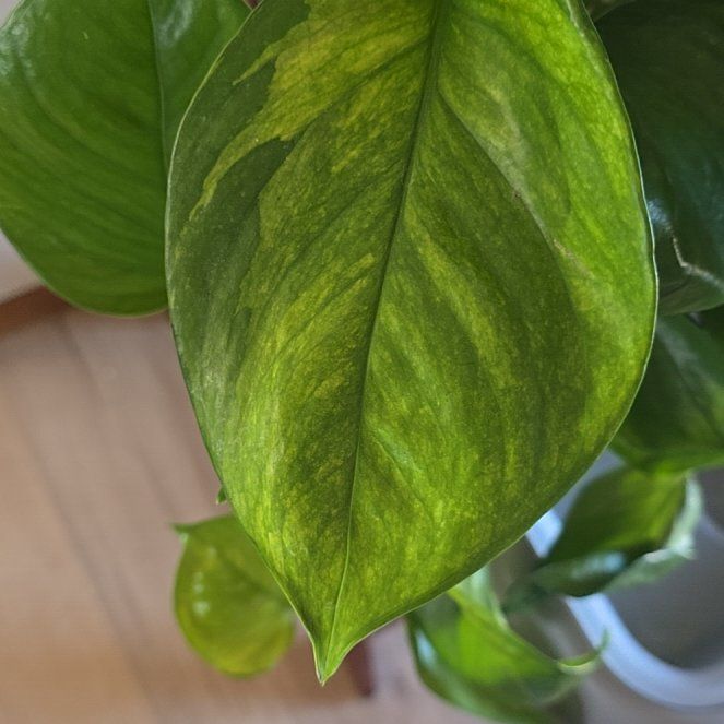 Photo of the plant species Greenjula by @GoodSnowflower named Bella on Greg, the plant care app