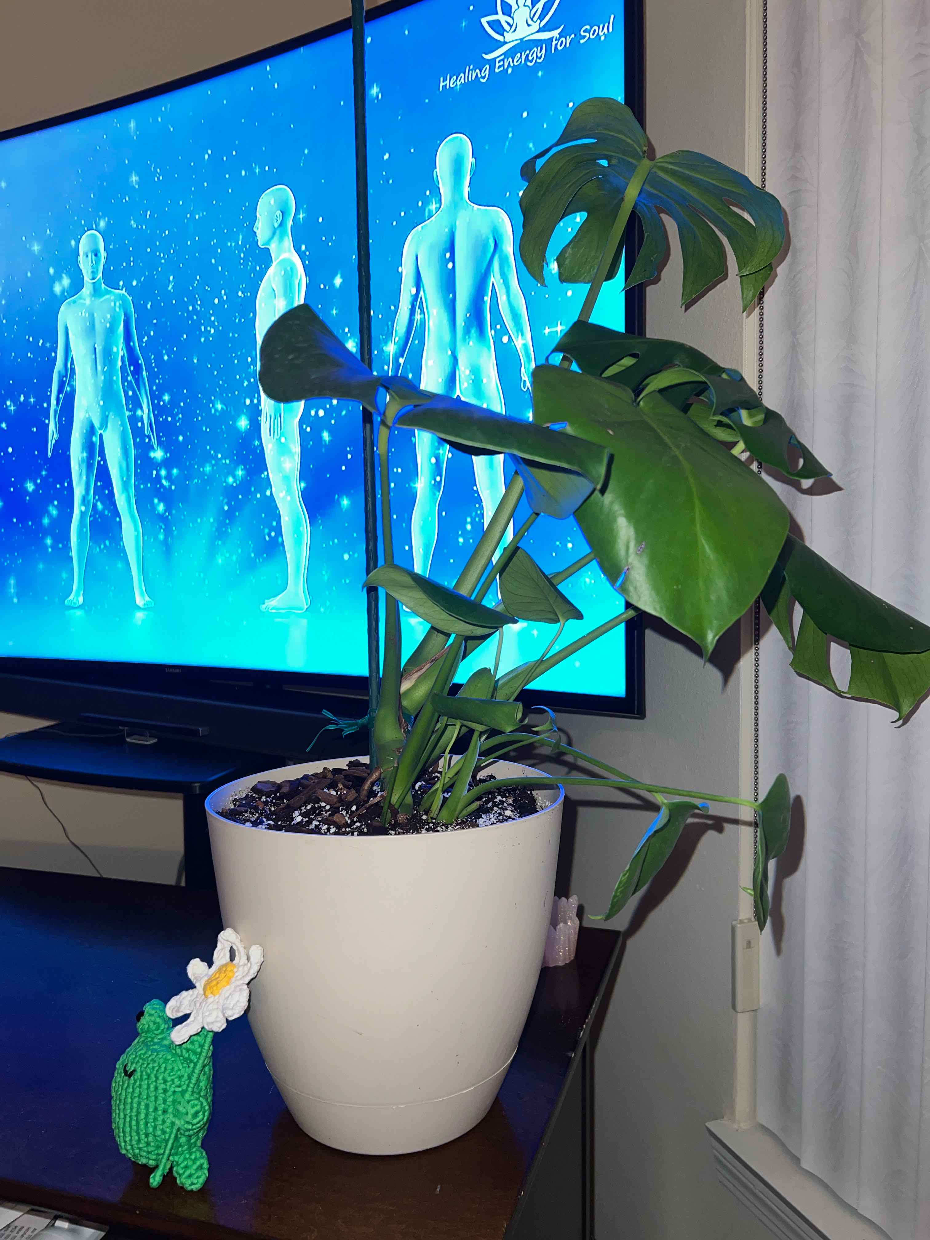 Morgan Treeman