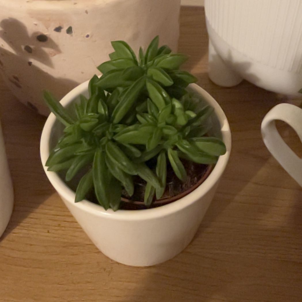 Photo of the plant species Peperomia 'Fire Sparks' by @ModestRichweed named Daphne on Greg, the plant care app