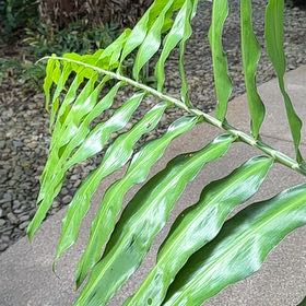 Photo of the plant species Beehive Ginger by @crooxy named Prince on Greg, the plant care app