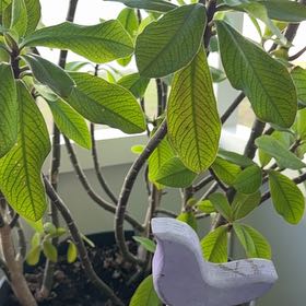 Photo of the plant species African Milk Bush by @SledmanX named Armie the African Milk Bush on Greg, the plant care app