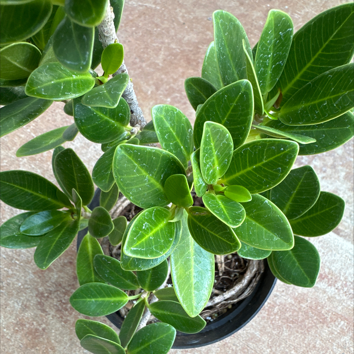 Photo of the plant species Taiwan Ficus by @TopMistflower named Ficus microcarpa crassifolia on Greg, the plant care app