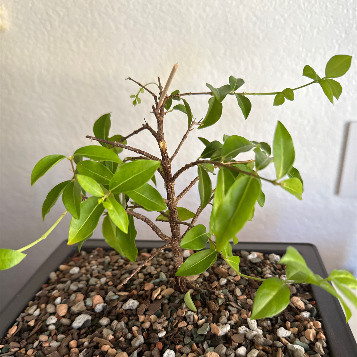 Photo of the plant species Weeping cherry blossom tree by @TopMistflower named Sakura on Greg, the plant care app