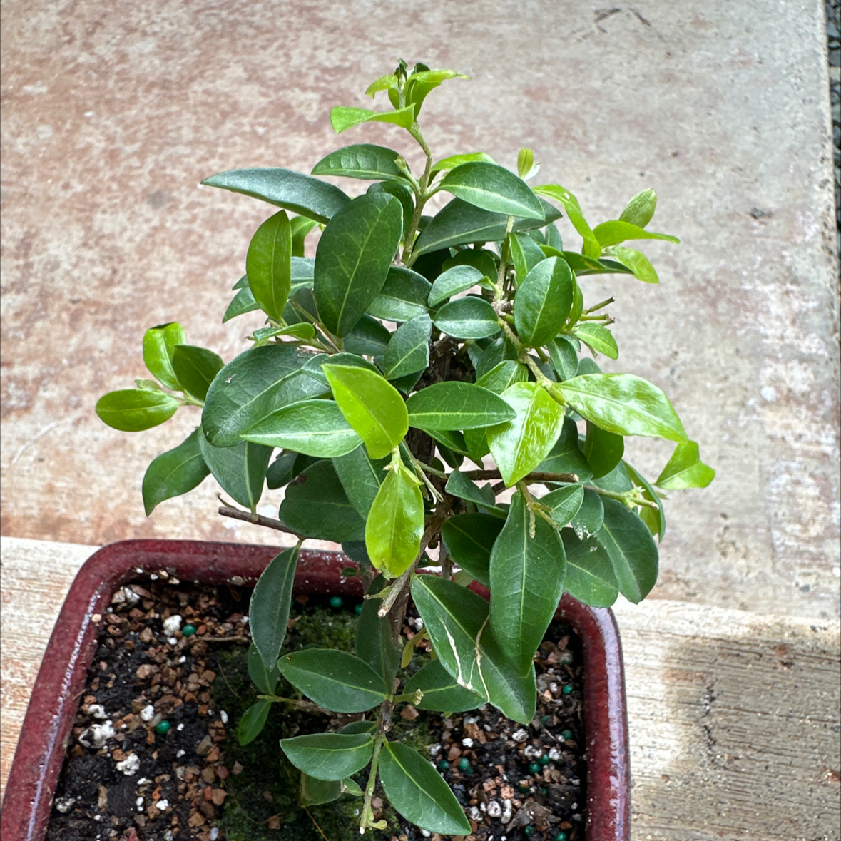 Photo of the plant species Dwarf Weeping Barbados Cherry Tree by @TopMistflower named Beyonce on Greg, the plant care app