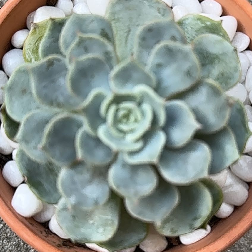 Photo of the plant species Echeveria 'Fleur Blanc' by @TopMistflower named Orwell on Greg, the plant care app