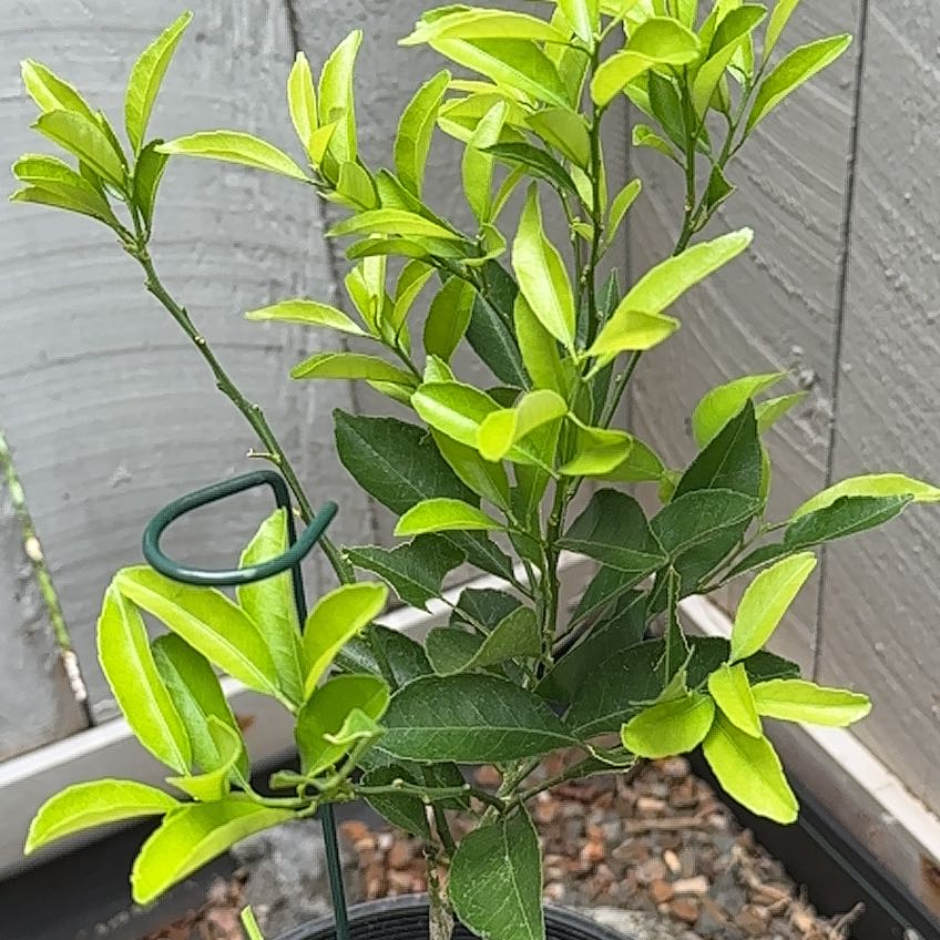 Photo of the plant species Kishu Mandarin by @TopMistflower named Kishu on Greg, the plant care app