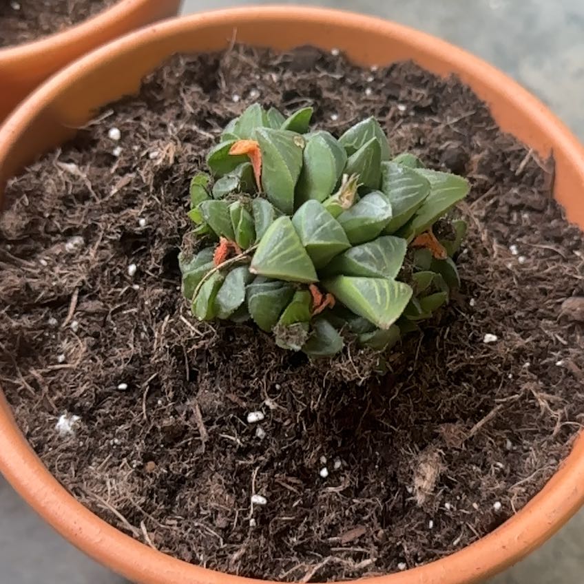 Photo of the plant species Haworthia mirabilis subsp. mundula by @FabMosaicplant named Azriel on Greg, the plant care app