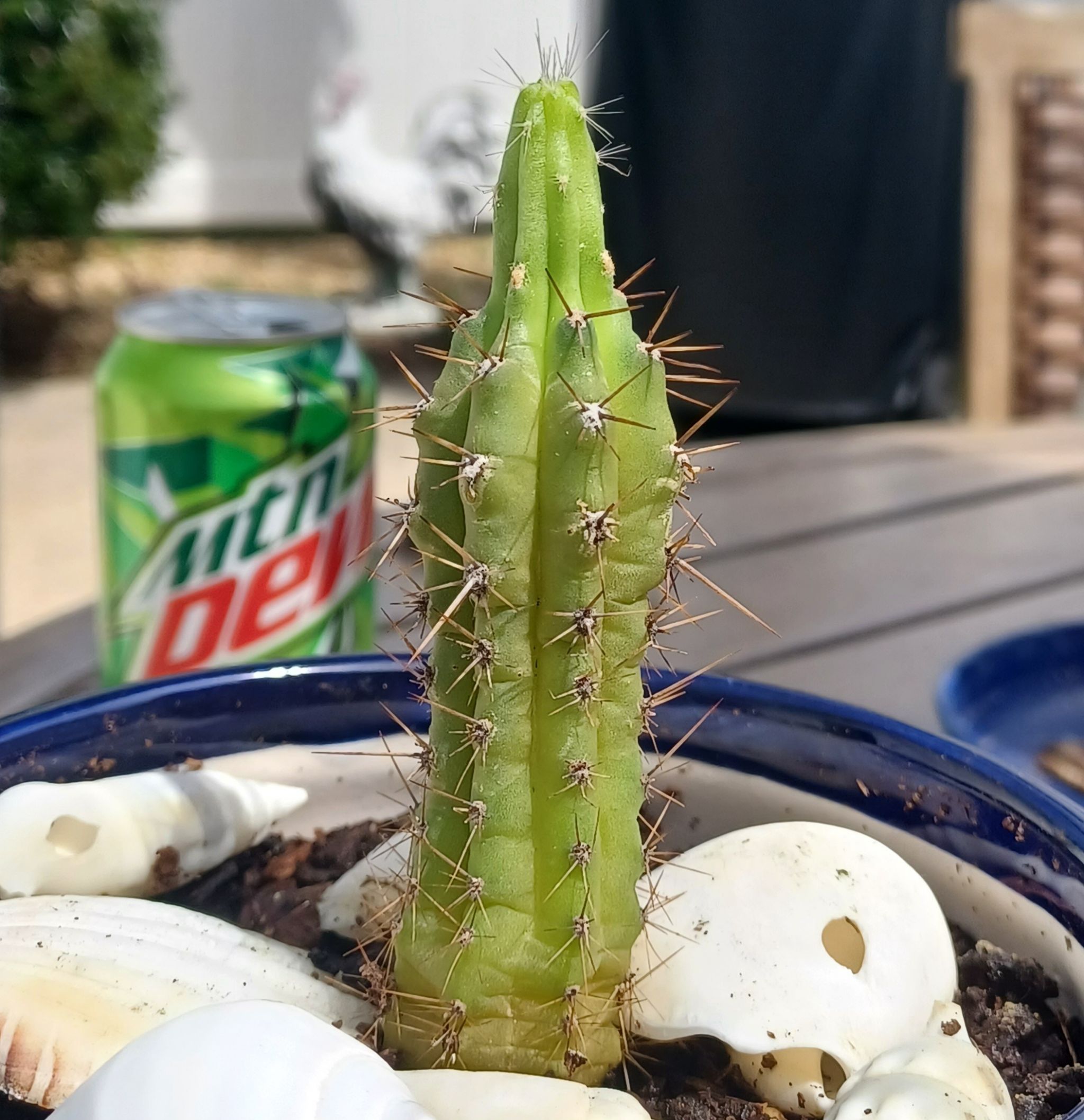 Photo of the plant species Bolivian Torch Cactus by @Br0k3nEy33z named Berry on Greg, the plant care app