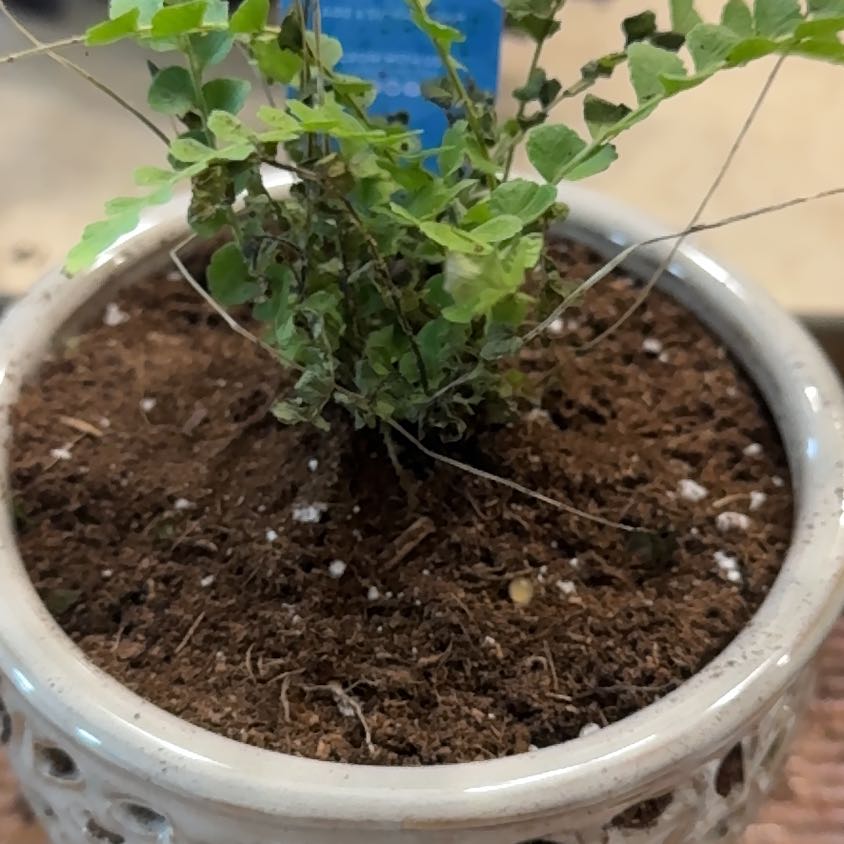 Plant care for Hartford Fern on Greg, the plant care app