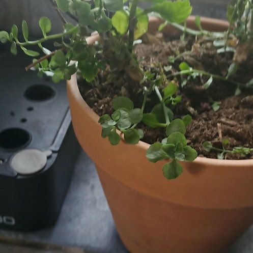 Tree Diddy | A plant by @FirstCaladium on Greg