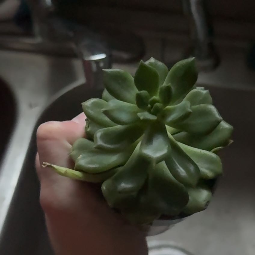 Photo of the plant species Echeveria 'Sleepy' by @WhizbangCorncob named Terra on Greg, the plant care app