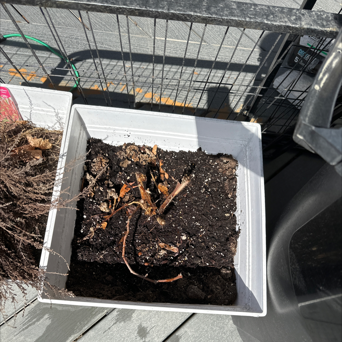 Photo of the plant species Winter Raspberry by @StoutSagebush named Madonna on Greg, the plant care app