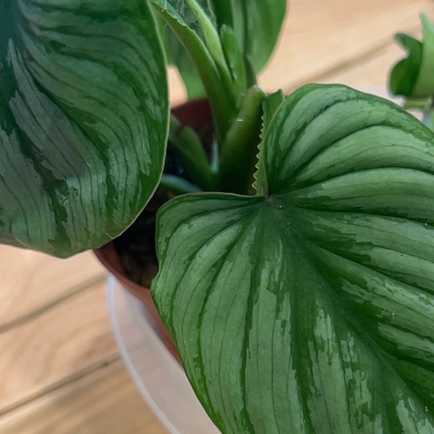 Philodendron 'Silver Cloud' plant with healthy, glossy green leaves.