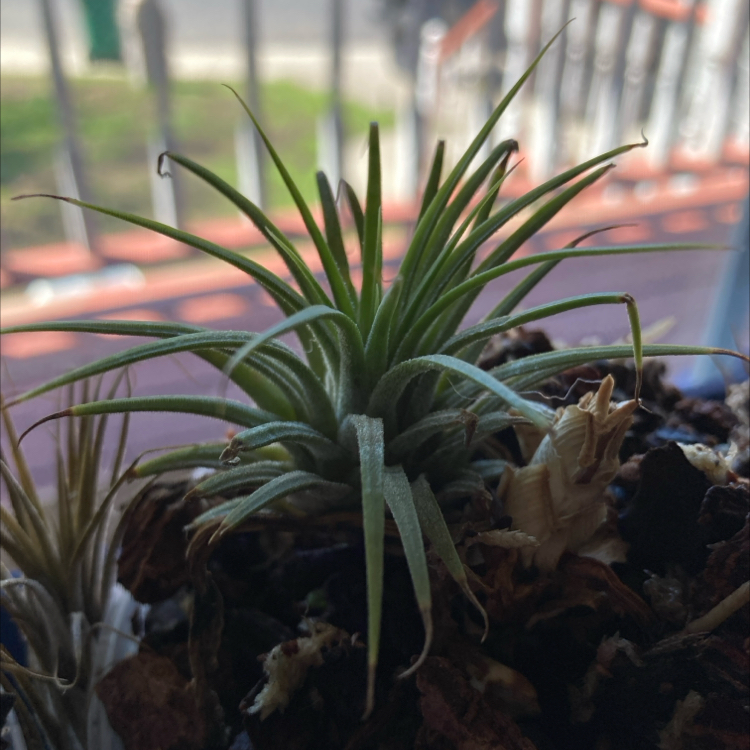 Photo of the plant species Air Plant by @CognizantTutsan named El Tigre on Greg, the plant care app