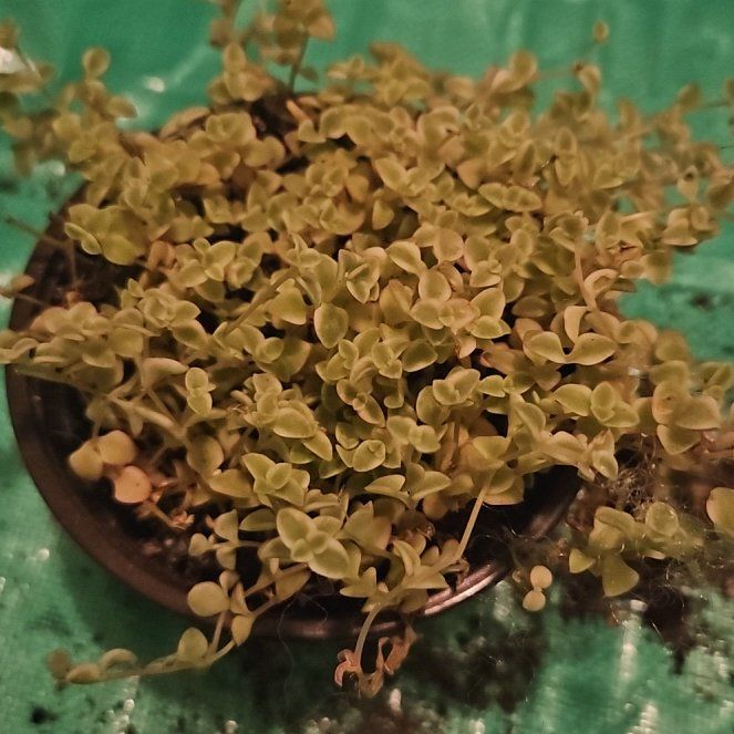 Photo of the plant species Crassula 'Petite Bicolor' by @FraternalOlneya named River Song on Greg, the plant care app