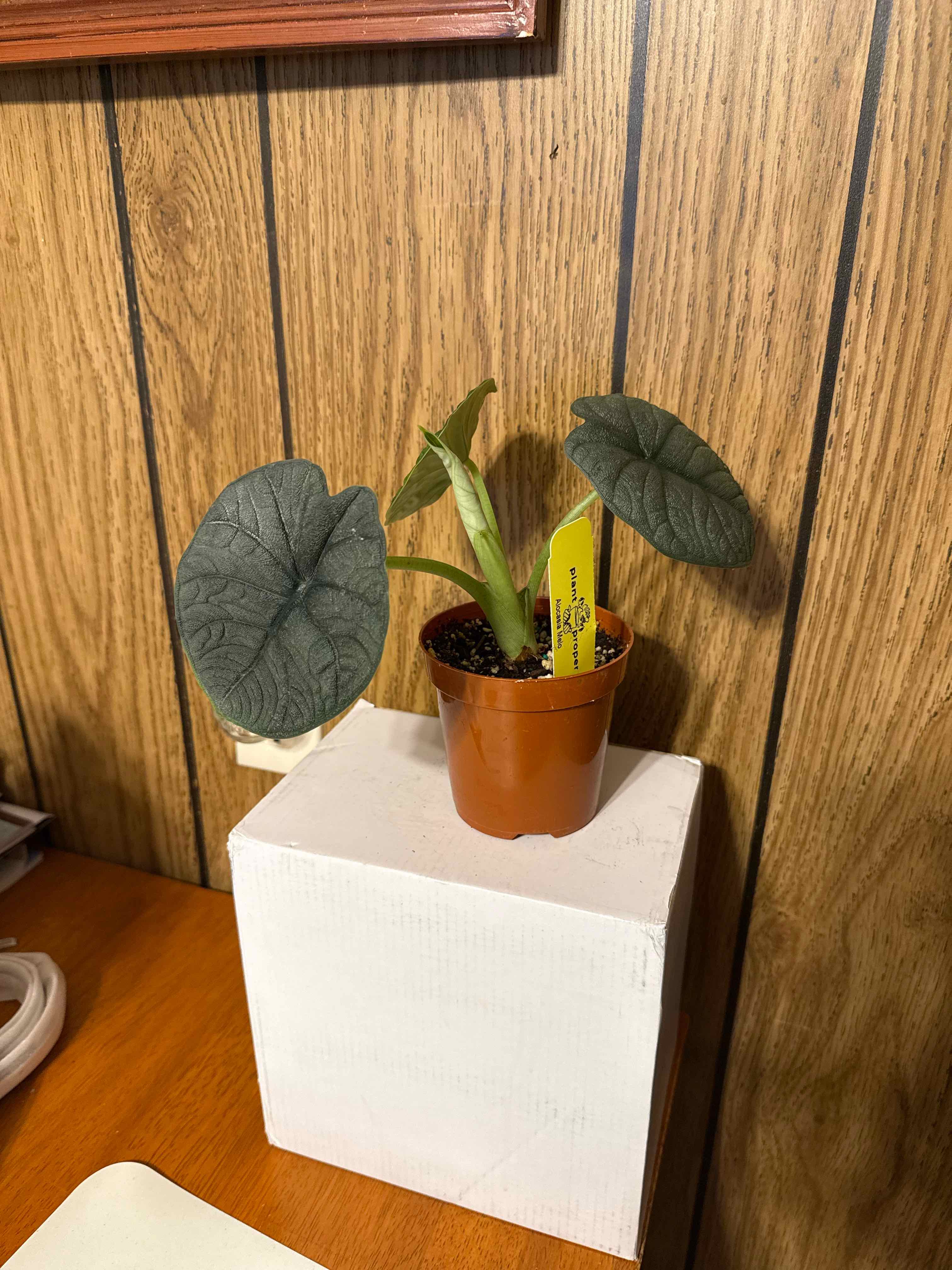 Photo of the plant species Alocasia 'Rugosa' by @GodlyGreenbeans named Kardashian on Greg, the plant care app