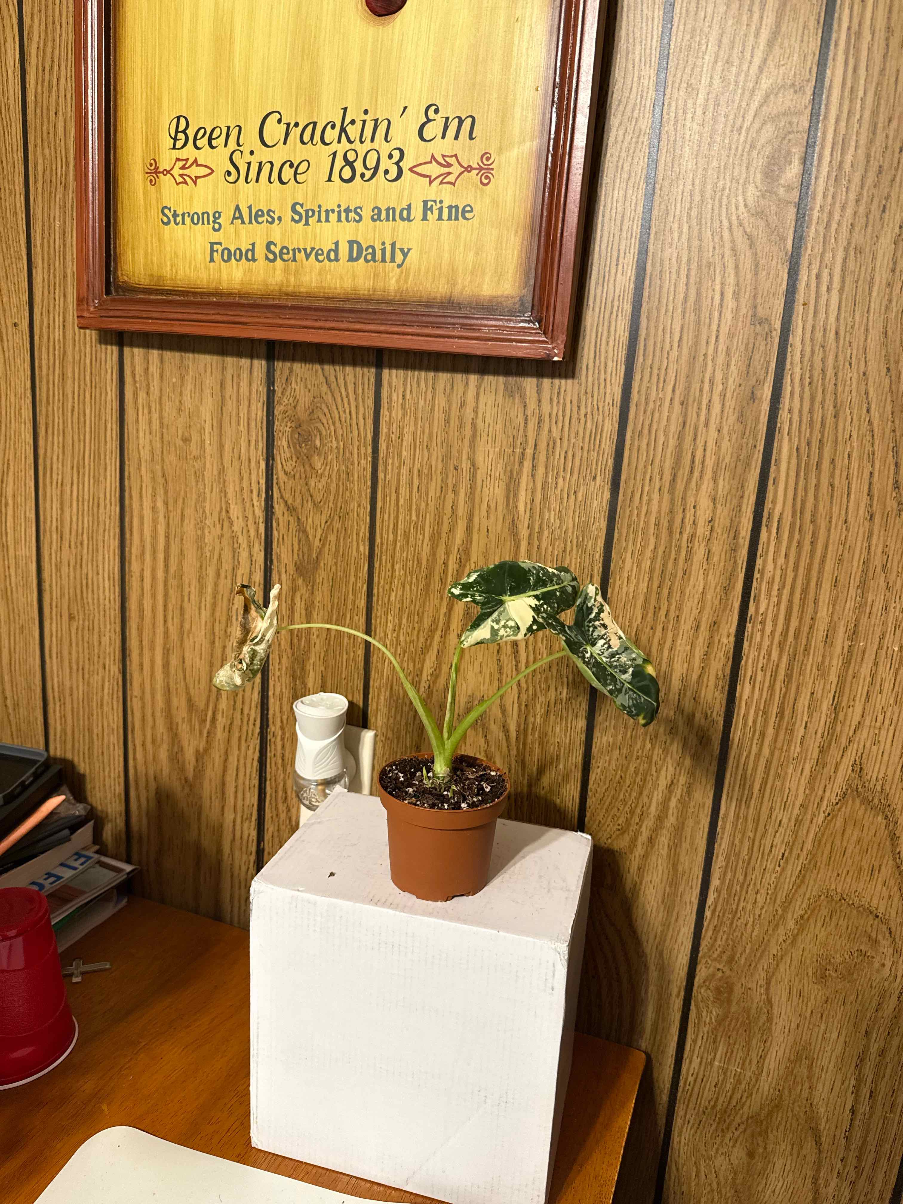 Photo of the plant species Variegated Frydek by @GodlyGreenbeans named Taylor Swift on Greg, the plant care app