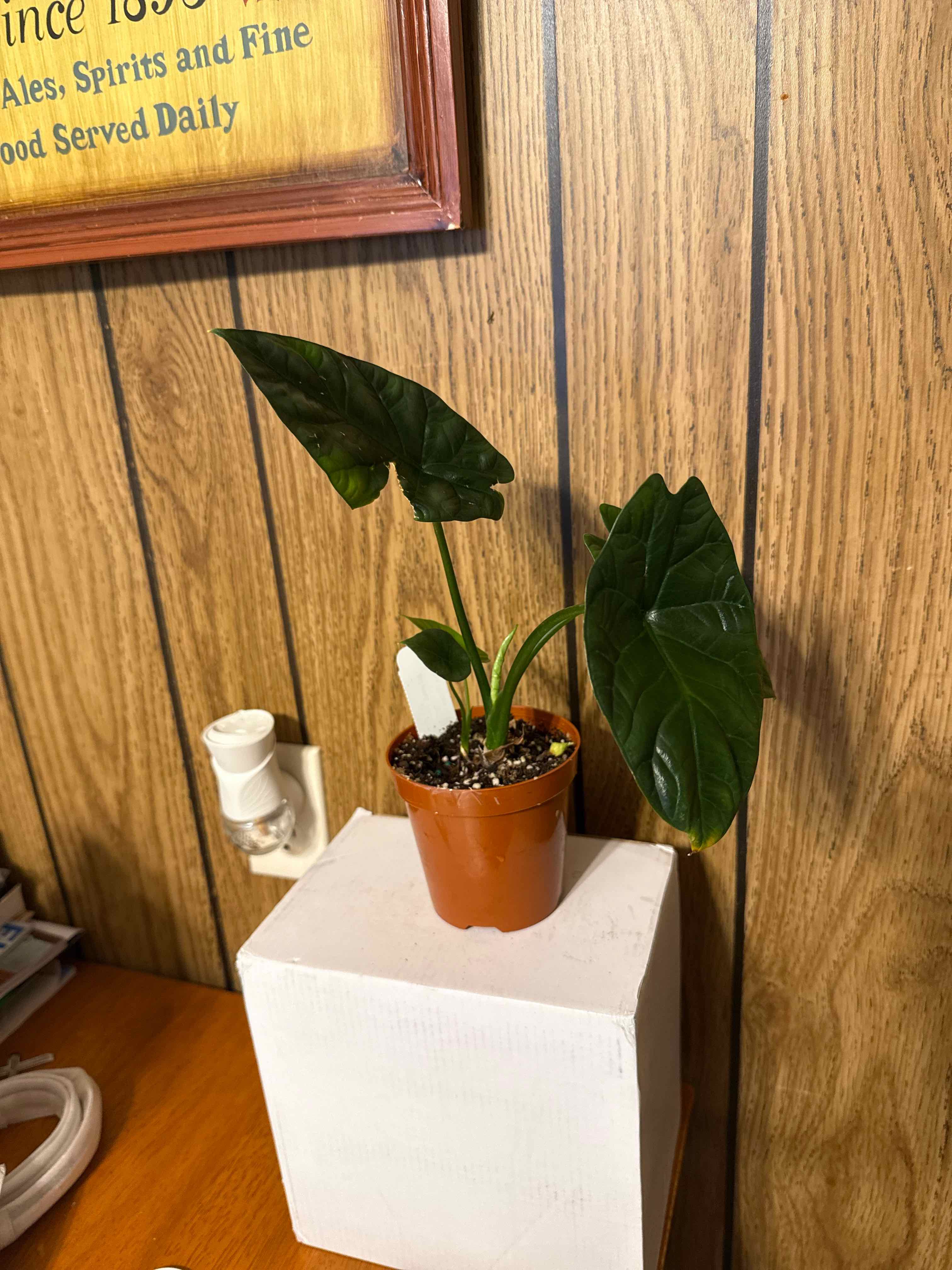 Photo of the plant species Jewel Alocasia by @GodlyGreenbeans named Stella on Greg, the plant care app