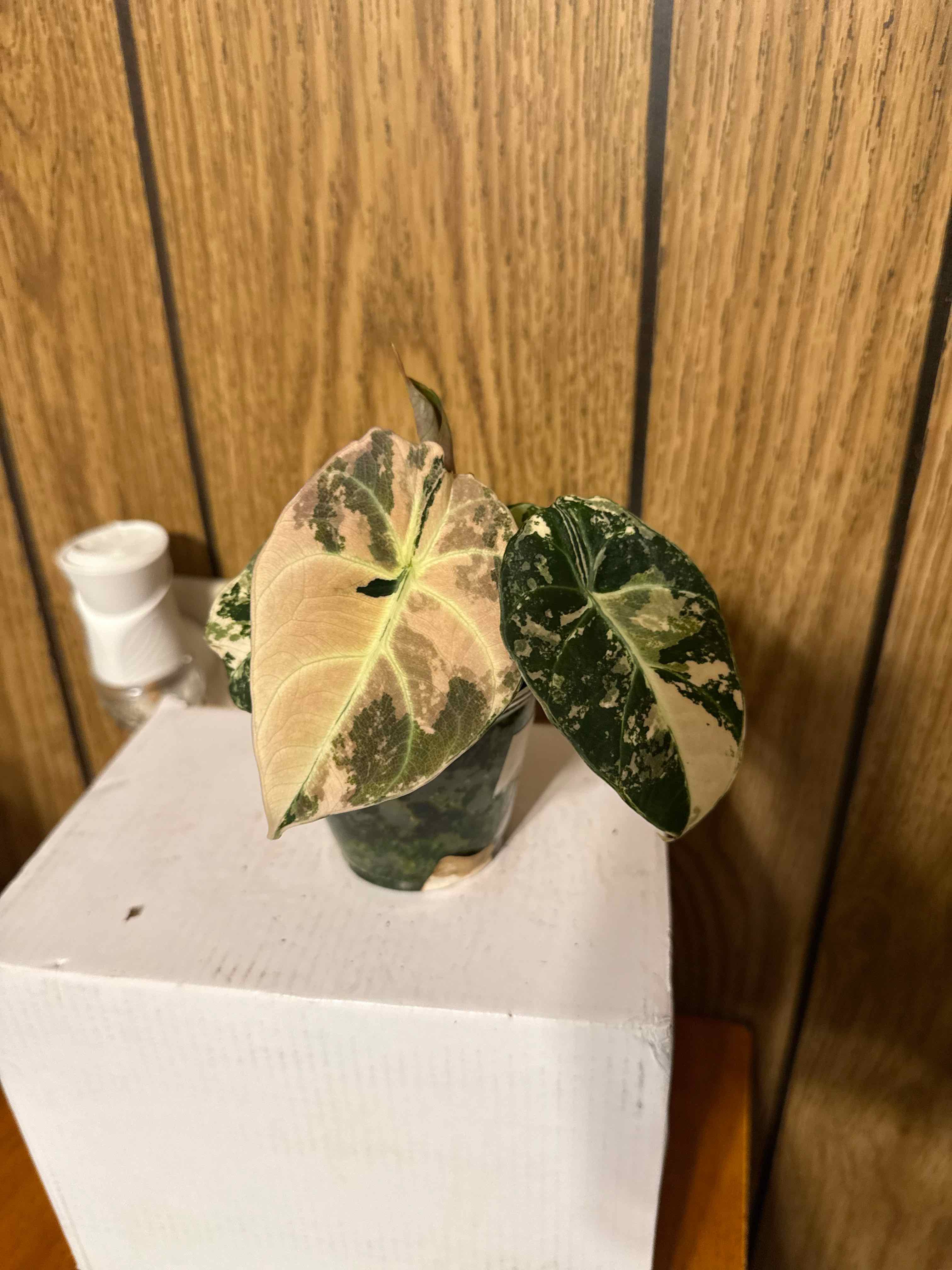 Photo of the plant species Alocasia Black Velvet Pink Variegated by @GodlyGreenbeans named Walt on Greg, the plant care app