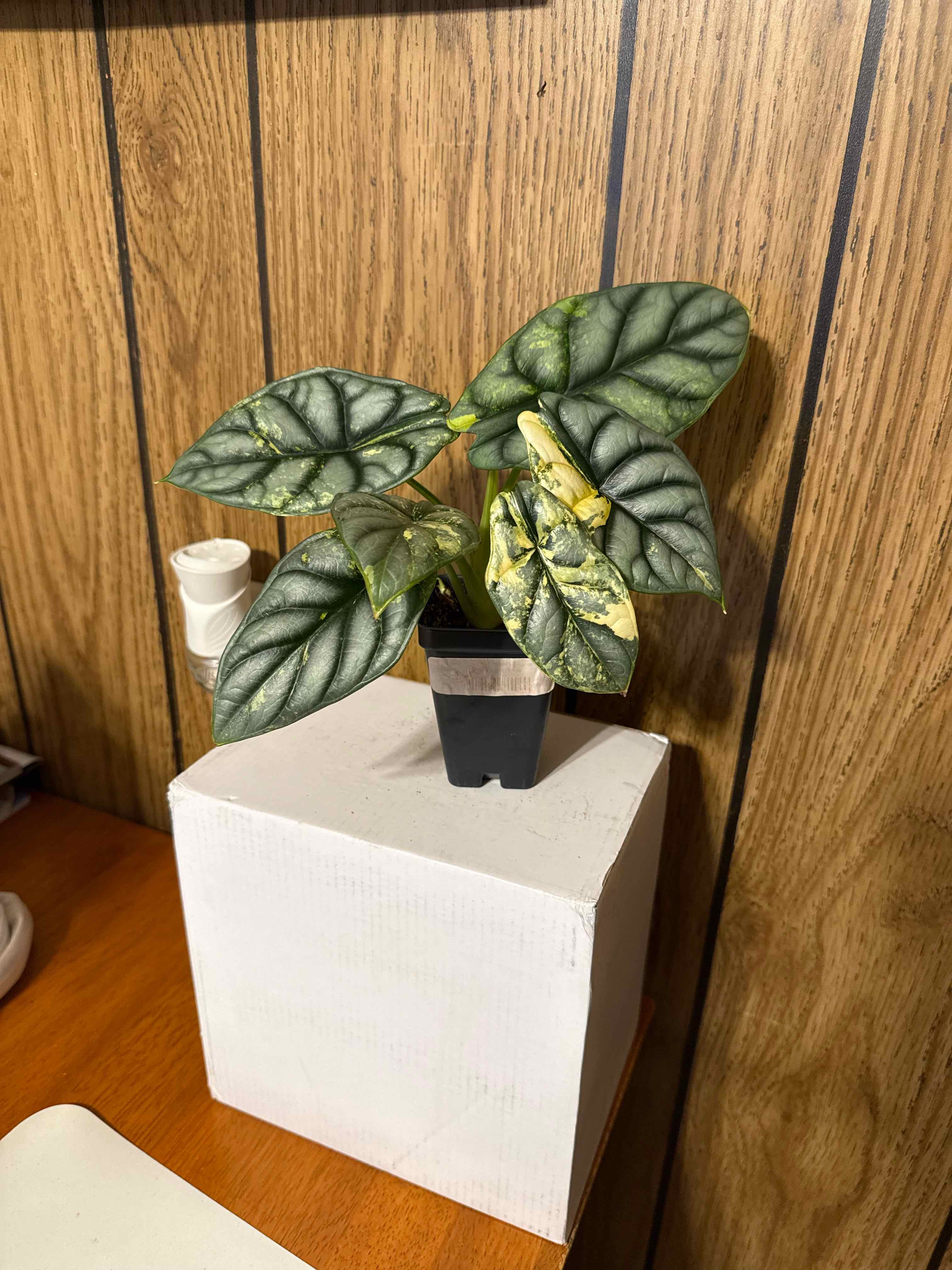 Photo of the plant species Alocasia Silver Dragon by @GodlyGreenbeans named Gobi on Greg, the plant care app