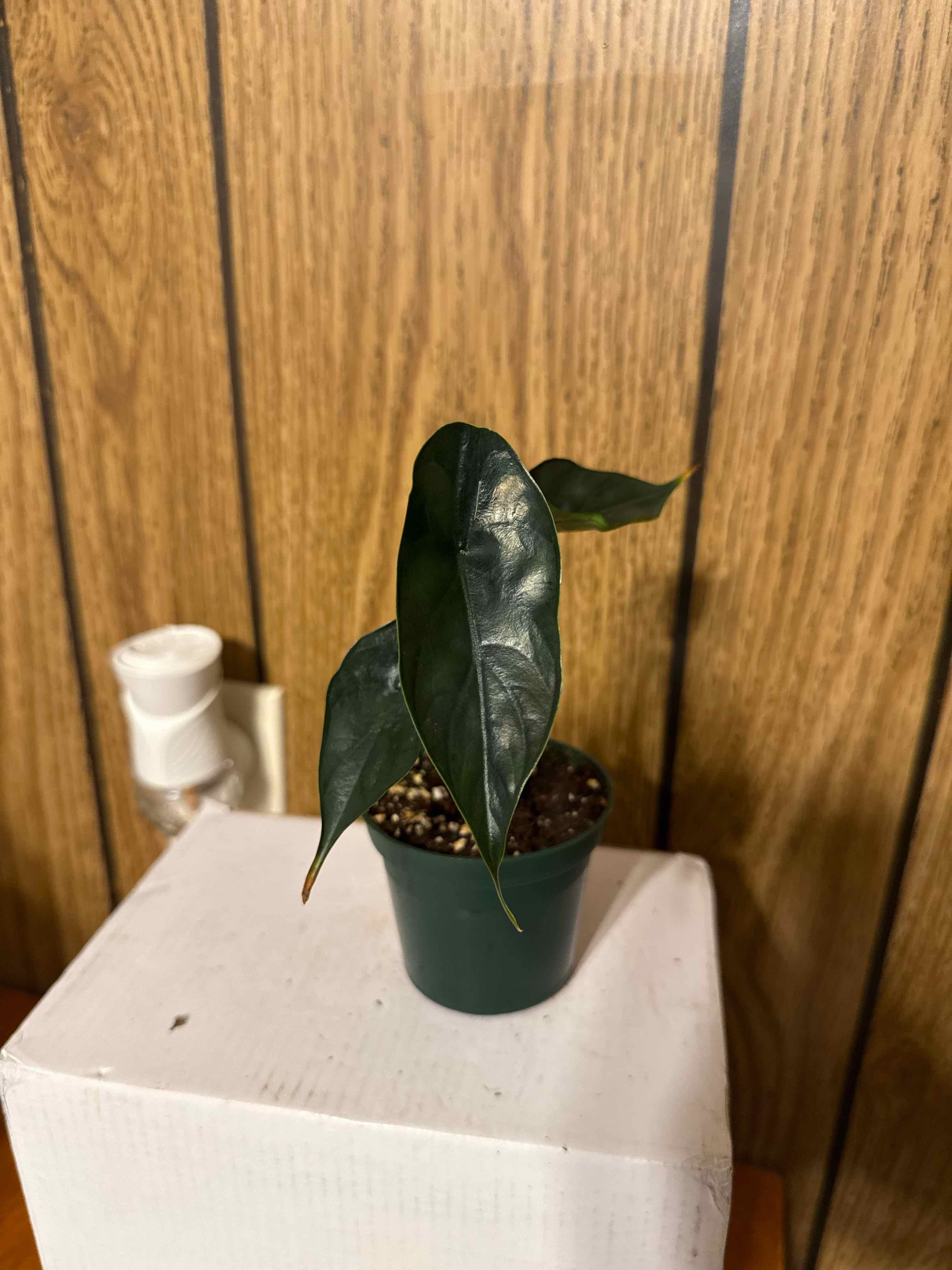 Photo of the plant species Green Unicorn by @GodlyGreenbeans named Gomez on Greg, the plant care app