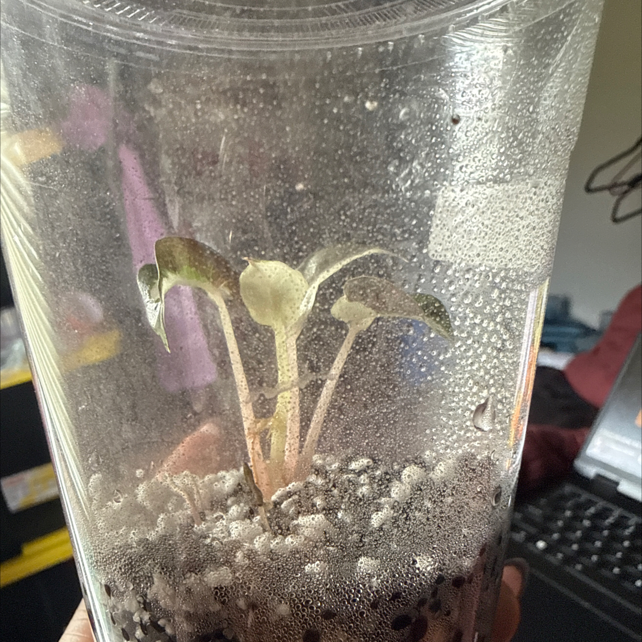 Photo of the plant species Alocasia Bambino Variegated Pink by @GodlyGreenbeans named McKinley on Greg, the plant care app
