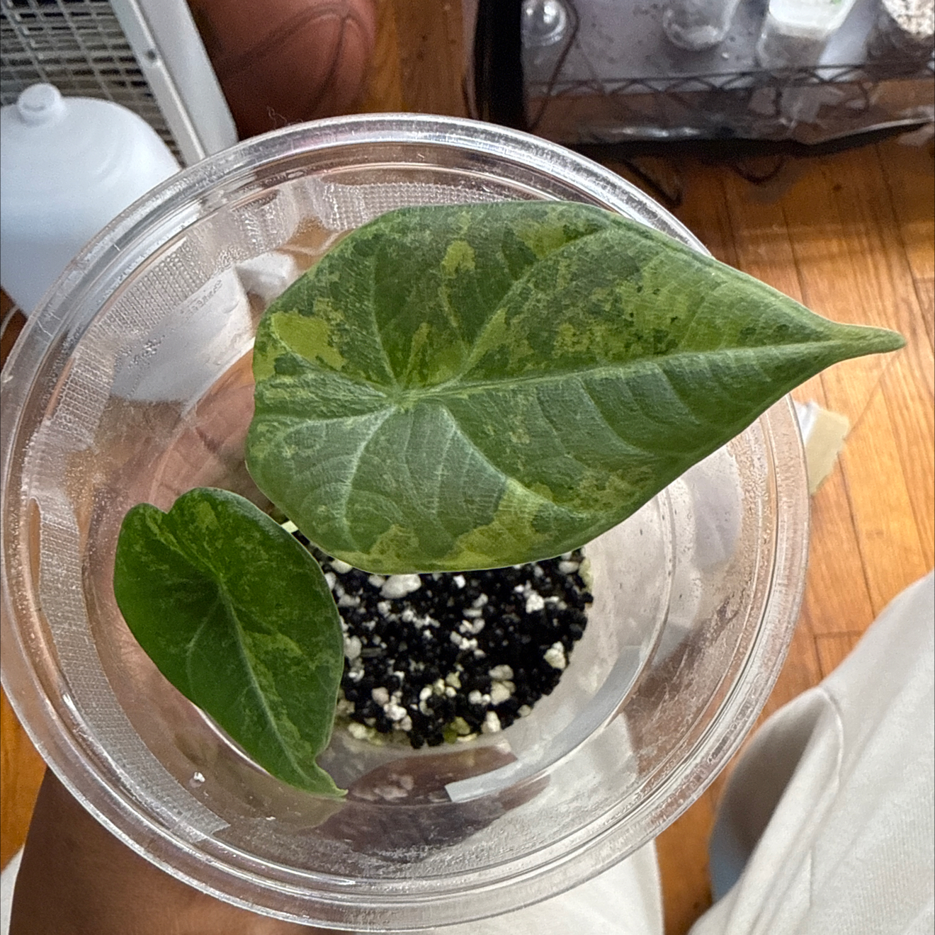 Photo of the plant species Alocasia 'Melo' Albo by @GodlyGreenbeans named Zion on Greg, the plant care app