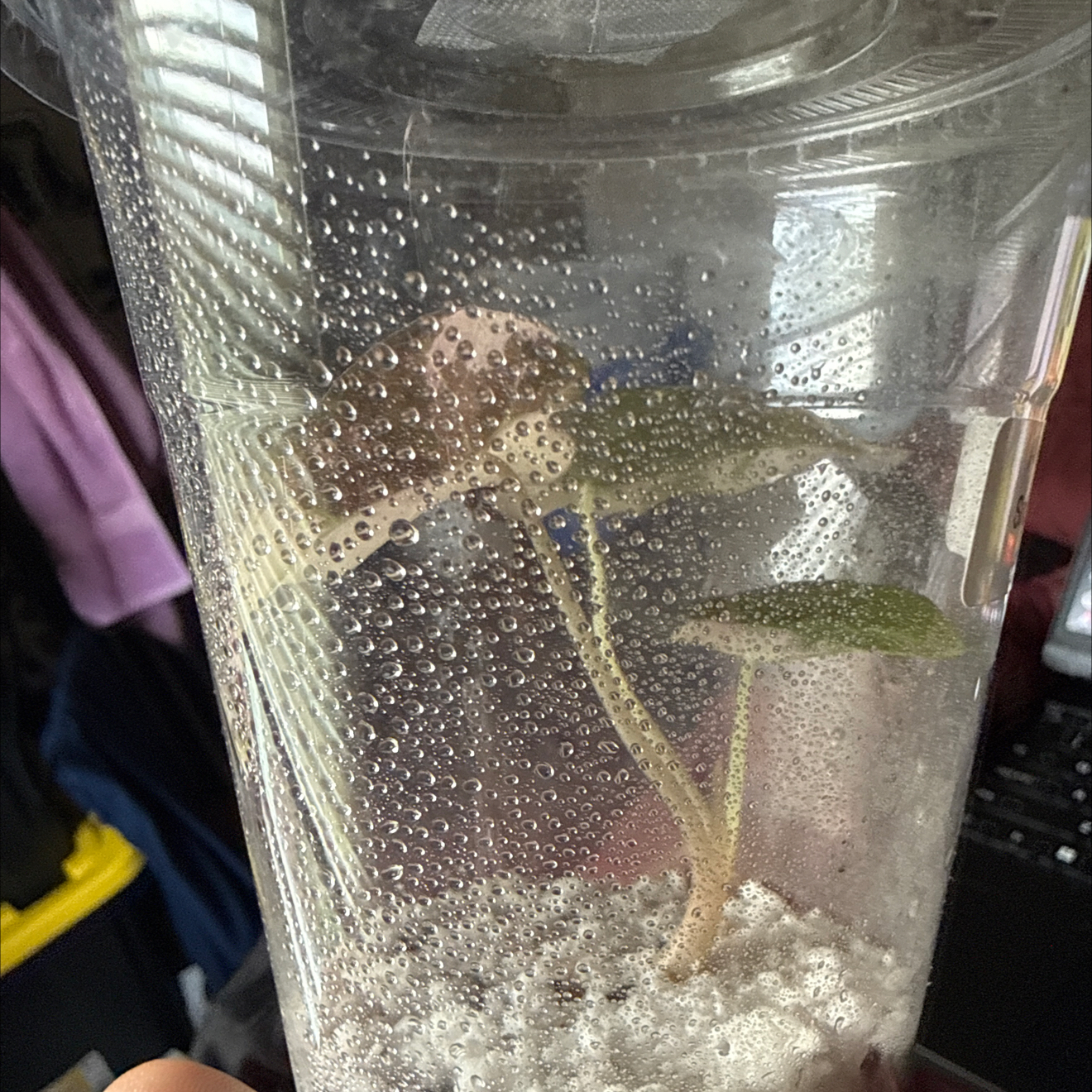 Photo of the plant species Alocasia Polly Variegated by @GodlyGreenbeans named Oscar on Greg, the plant care app