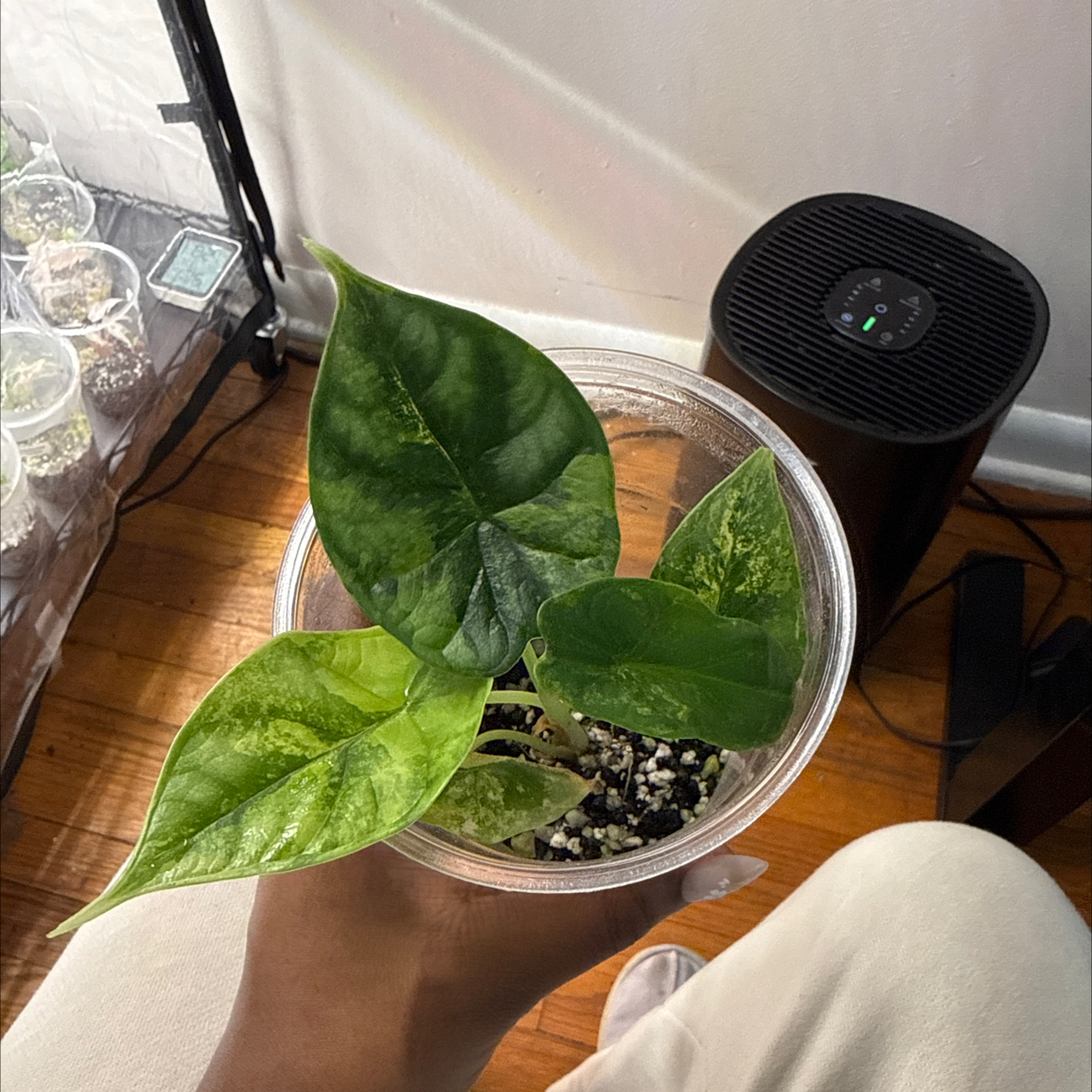 Photo of the plant species Variegated Alocasia Dragon Scale by @GodlyGreenbeans named Elina on Greg, the plant care app