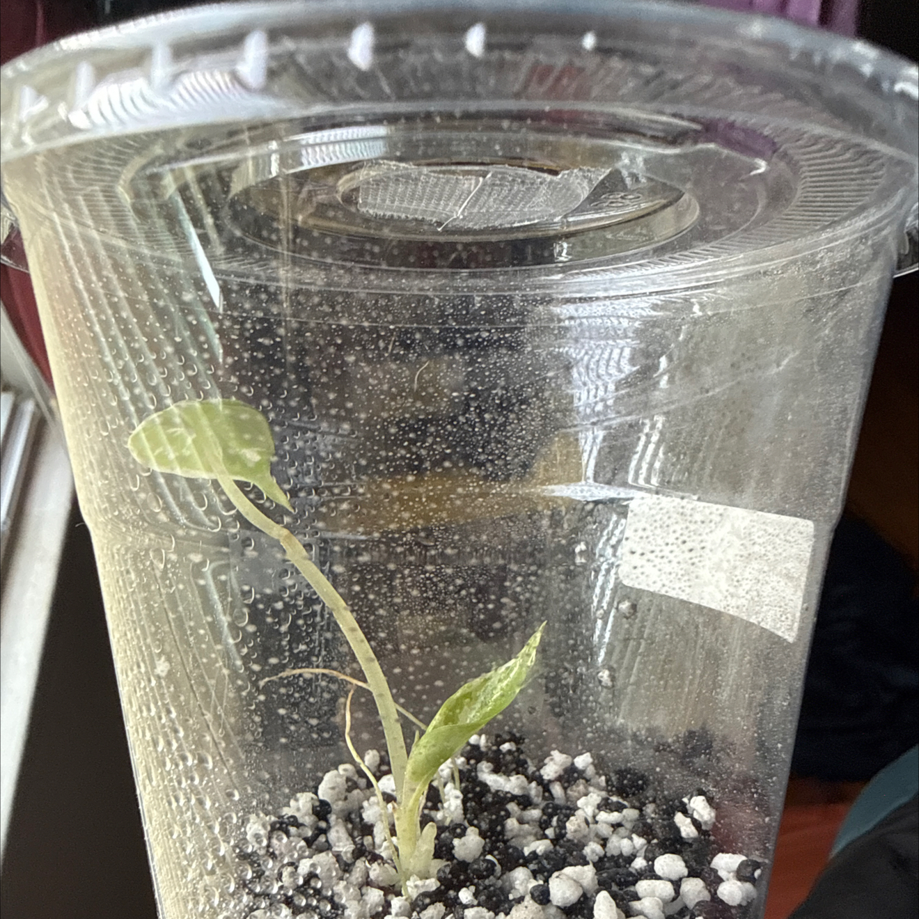 Photo of the plant species Alocasia 'Maharani' Albo by @GodlyGreenbeans named Dolores on Greg, the plant care app