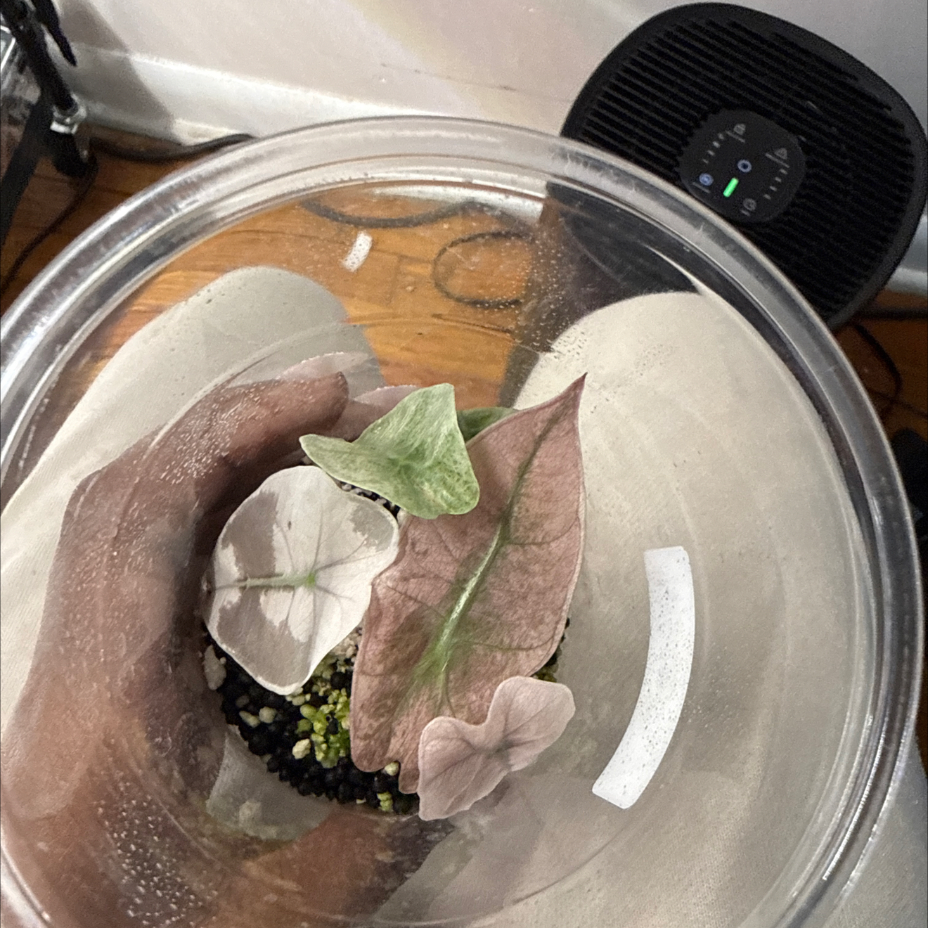 Photo of the plant species Alocasia Polly Pink Mint by @GodlyGreenbeans named Morgan Treeman on Greg, the plant care app