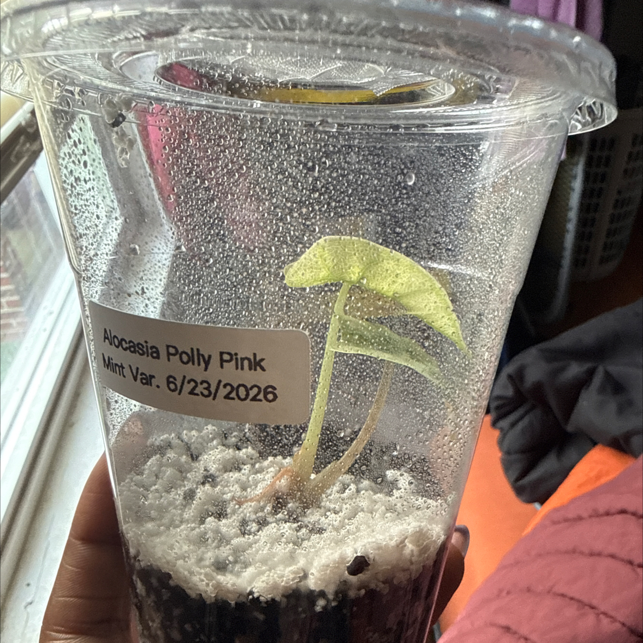 Photo of the plant species Alocasia Polly Pink Mint by @GodlyGreenbeans named Morgan Treeman on Greg, the plant care app