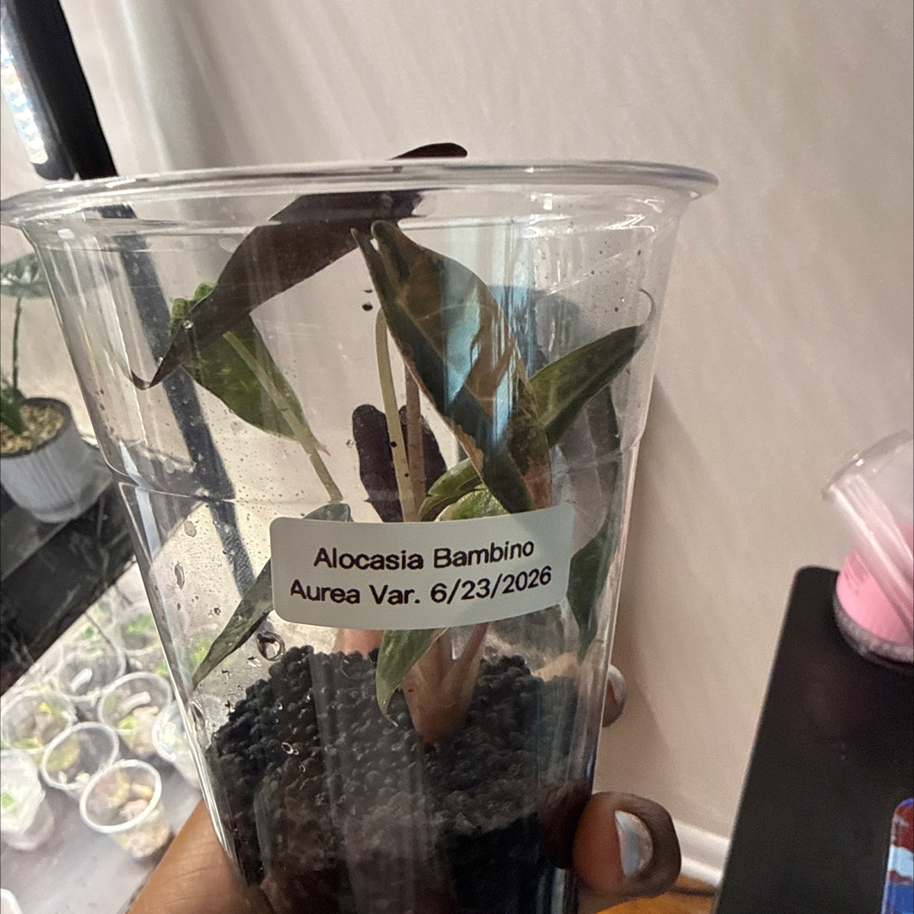 Photo of the plant species Alocasia 'Bambino' Aurea by @GodlyGreenbeans named Apollo on Greg, the plant care app