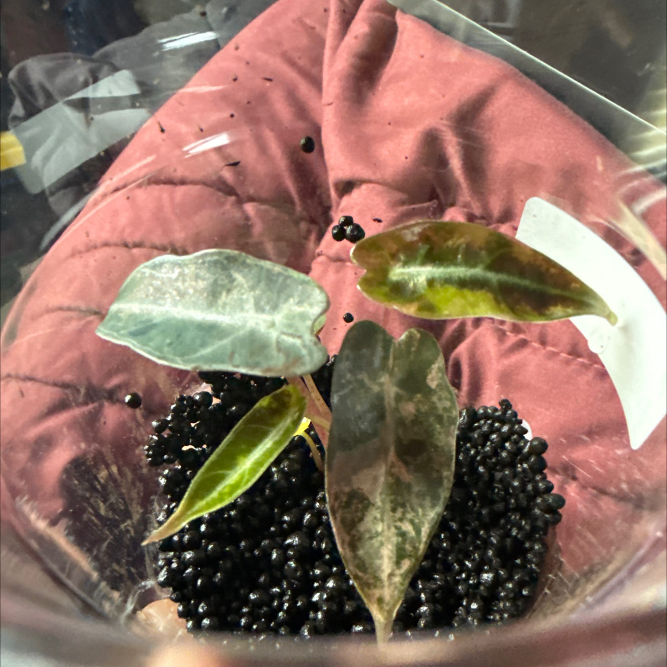 Photo of the plant species Alocasia 'Bambino' Aurea by @GodlyGreenbeans named Apollo on Greg, the plant care app