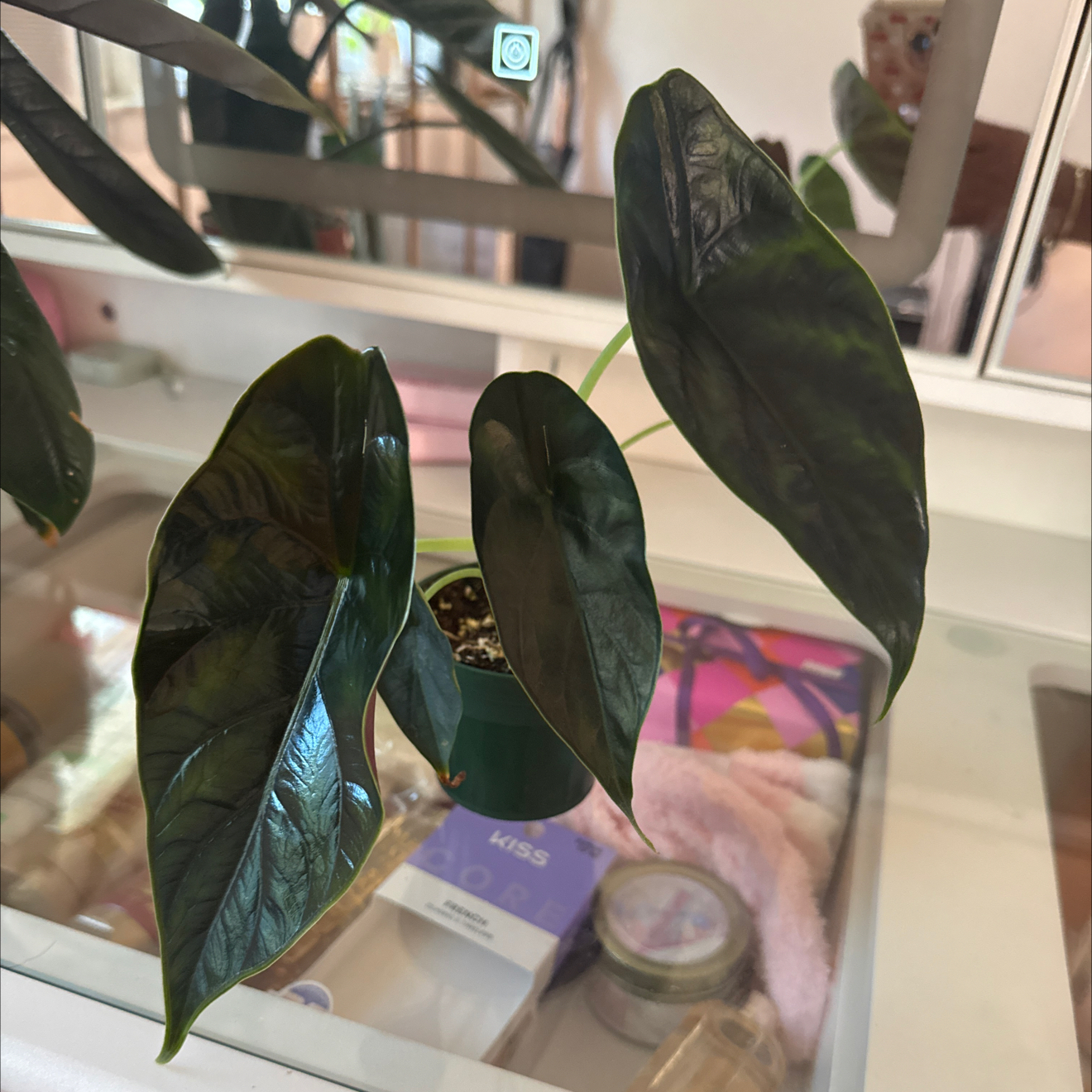 Photo of the plant species Green Unicorn by @GodlyGreenbeans named Gomez on Greg, the plant care app