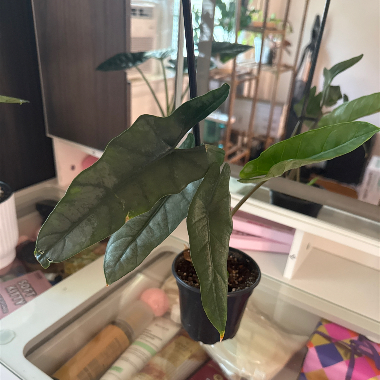 Photo of the plant species Alocasia dragons breath by @GodlyGreenbeans named Rosa on Greg, the plant care app